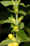 Mullein foxglove